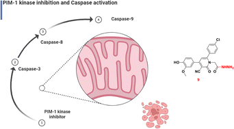 Graphical abstract: Synthesis of novel pyridine and pyrazolyl pyridine conjugates with potent cytotoxicity against HepG2 cancer cells as PIM-1 kinase inhibitors and caspase activators