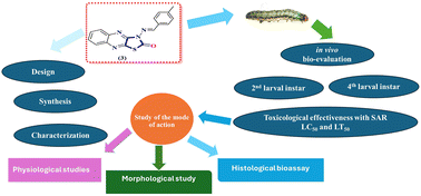 Graphical abstract: Synthesis and modification of novel thiazole-fused quinoxalines as new insecticidal agents against the cotton leafworm Spodoptera litura: design, characterization, in vivo bio-evaluation, toxicological effectiveness, and study their mode of action