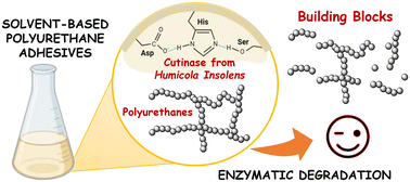 Graphical abstract: Enzyme-catalyzed polyurethane adhesive degradation