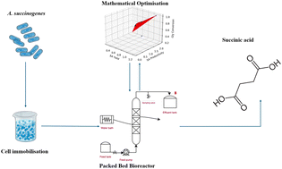 Graphical abstract: Experimental and computational study of a packed-bed bioreactor for the continuous production of succinic acid