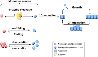 Graphical abstract: Kinetic models reveal the interplay of protein production and aggregation