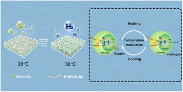 Graphical abstract: Temperature modulated sustainable on/off photosynthesis switching of microalgae towards hydrogen evolution
