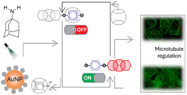 Graphical abstract: Regulation of microtubule dynamics and function in living cells via cucurbit[7]uril host–guest assembly