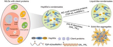 Graphical abstract: Hsp90α forms condensate engaging client proteins with RG motif repeats