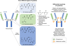 Graphical abstract: Chemo- and regio-selective differential modification of native cysteines on an antibody via the use of dehydroalanine forming reagents