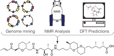 Graphical abstract: Discovery of a lagriamide polyketide by integrated genome mining, isotopic labeling, and untargeted metabolomics