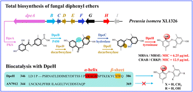 Graphical abstract: Novel fungal diphenyl ether biosynthetic gene clusters encode a promiscuous oxidase for elevated antibacterial activities