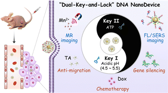 Graphical abstract: A “dual-key-and-lock” DNA nanodevice enables spatially controlled multimodal imaging and combined cancer therapy