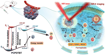 Graphical abstract: Confined semiconducting polymers with boosted NIR light-triggered H2O2 production for hypoxia-tolerant persistent photodynamic therapy