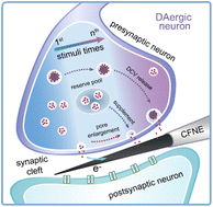 Graphical abstract: Nanoelectrochemistry reveals how presynaptic neurons regulate vesicle release to sustain synaptic plasticity under repetitive stimuli