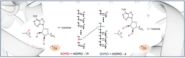 Graphical abstract: Non-Aufbau electronic structure in radical enzymes and control of the highly reactive intermediates