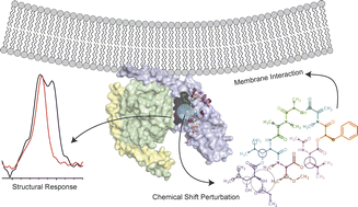 Graphical abstract: Structural response of G protein binding to the cyclodepsipeptide inhibitor FR900359 probed by NMR spectroscopy