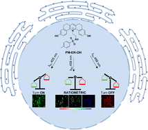 Graphical abstract: pH-Assisted multichannel heat shock monitoring in the endoplasmic reticulum with a pyridinium fluorophore