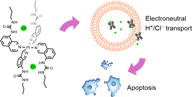 Graphical abstract: Platinum-based metal complexes as chloride transporters that trigger apoptosis