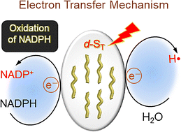 Graphical abstract: In situ self-assembled near-infrared phototherapeutic agent: unleashing hydrogen free radicals and coupling with NADPH oxidation