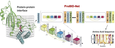 Graphical abstract: ProBID-Net: a deep learning model for protein–protein binding interface design