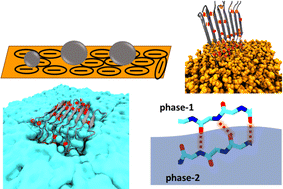 Graphical abstract: The molecular basis for the increased stability of the FUS-LC fibril at the anionic membrane- and air–water interfaces