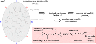 Graphical abstract: The backbone constitution drives passive permeability independent of side chains in depsipeptide and peptide macrocycles inspired by ent-verticilide