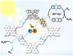 Graphical abstract: Leveraging phenazine and dihydrophenazine redox dynamics in conjugated microporous polymers for high-efficiency overall photosynthesis of hydrogen peroxide