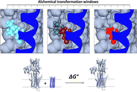 Graphical abstract: Probing the formation of a hetero-dimeric membrane transport complex with dual in vitro and in silico mutagenesis