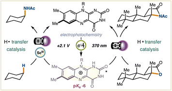 Graphical abstract: Unlocking flavin photoacid catalysis through electrophotochemistry
