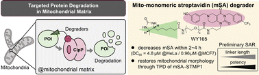 Graphical abstract: Targeted protein degradation in the mitochondrial matrix and its application to chemical control of mitochondrial morphology