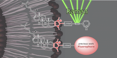 Graphical abstract: Alkyne-tagged imidazolium-based membrane cholesterol analogs for Raman imaging applications