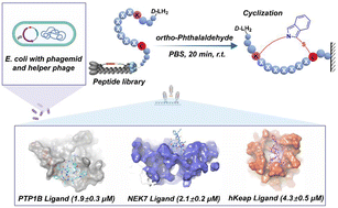 Graphical abstract: A facile strategy for the construction of a phage display cyclic peptide library for the selection of functional macrocycles