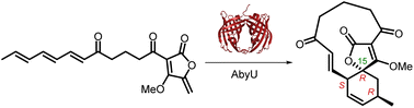 Graphical abstract: Antibiotic origami: selective formation of spirotetronates in abyssomicin biosynthesis