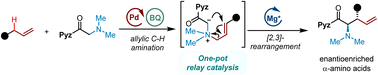Graphical abstract: Tandem catalytic allylic C–H amination and asymmetric [2,3]-rearrangement via bimetallic relay catalysis