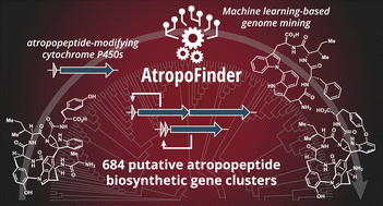 Graphical abstract: Exploration, expansion and definition of the atropopeptide family of ribosomally synthesized and posttranslationally modified peptides