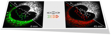 Graphical abstract: Observing bioorthogonal macrocyclizations in the nuclear envelope of live cells using on/on fluorescence lifetime microscopy