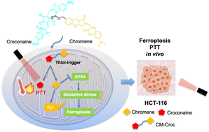 Graphical abstract: A thiol-triggered croconaine–chromene integration to induce ferroptosis and photothermal synergistic efficient tumor ablation