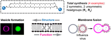 Graphical abstract: Structure–function relationships in pure archaeal bipolar tetraether lipids