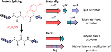 Graphical abstract: A structurally conserved helix enables leader-independent tyramine splicing of proteins