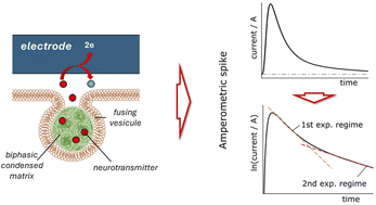 Graphical abstract: Vesicular neurotransmitters exocytosis monitored by amperometry: theoretical quantitative links between experimental current spikes shapes and intravesicular structures
