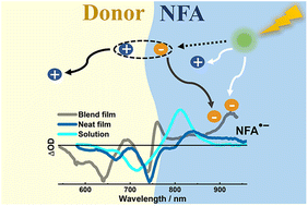 Graphical abstract: Electron, hole, and energy transfer dynamics in non-fullerene small-molecule acceptors