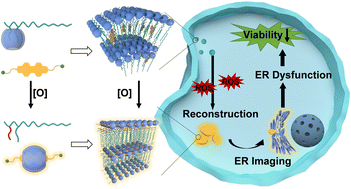 Graphical abstract: Host–guest binding between cucurbit[8]uril and amphiphilic peptides achieved tunable supramolecular aggregates for cancer diagnosis
