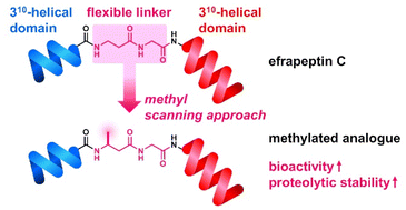 Graphical abstract: Methyl scanning approach for enhancing the biological activity of the linear peptidic natural product, efrapeptin C