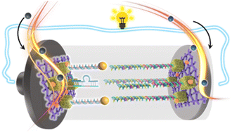 Graphical abstract: On-demand controlled bidirectional DNAzyme path for ultra-sensitive heavy metal ion detection
