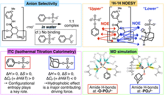 Graphical abstract: Amide cyclodextrin that recognises monophosphate anions in harmony with water molecules