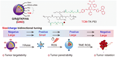 Graphical abstract: Cascade-responsive size/charge bidirectional-tunable nanodelivery penetrates pancreatic tumor barriers
