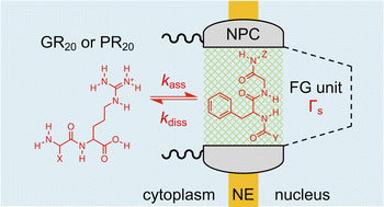 Graphical abstract: Nanoscale interactions of arginine-containing dipeptide repeats with nuclear pore complexes as measured by transient scanning electrochemical microscopy