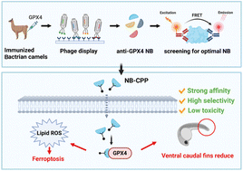 Graphical abstract: A potent and selective anti-glutathione peroxidase 4 nanobody as a ferroptosis inducer