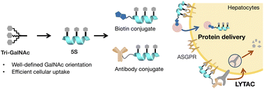 Graphical abstract: Strategic design of GalNAc-helical peptide ligands for efficient liver targeting