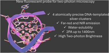 Graphical abstract: Two-photon brightness of NIR-emitting, atomically precise DNA-stabilized silver nanoclusters