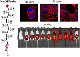 Graphical abstract: NeoMProbe: a new class of fluorescent cellular and tissue membrane probe
