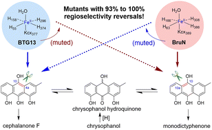 Graphical abstract: Regioselectivity switches between anthraquinone precursor fissions involved in bioactive xanthone biosynthesis