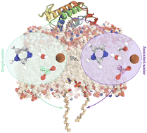Graphical abstract: Beyond Fang's fury: a computational study of the enzyme–membrane interaction and catalytic pathway of the snake venom phospholipase A2 toxin