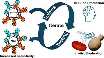 Graphical abstract: Machine learning-driven discovery of highly selective antifungal peptides containing non-canonical β-amino acids